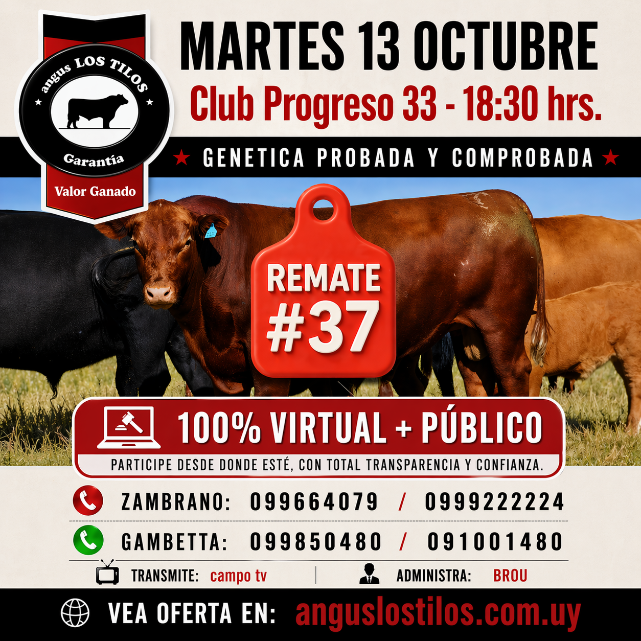 Remate 37 angus LOS TILOS